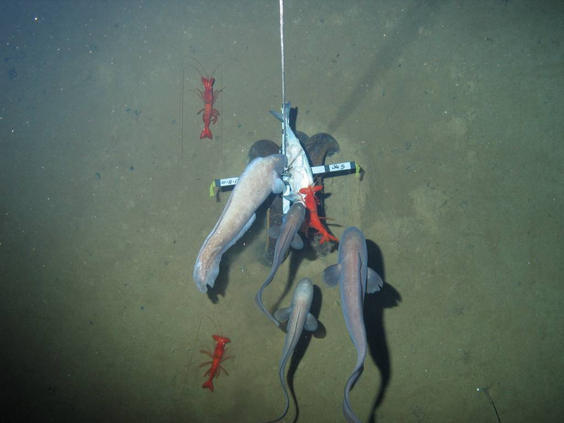 Illustration for article titled Our first glimpse of ocean life at the bottom of an unexplored trench